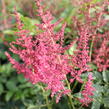 Čechrava Arendsova 'Else Schluck' - Astilbe arendsii 'Else Schluck'