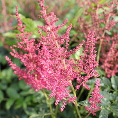 Čechrava Arendsova 'Else Schluck' - Astilbe arendsii 'Else Schluck'