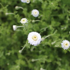 Rmen sličný 'Plena' - Anthemis nobilis 'Plena'