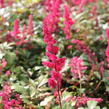 Čechrava thunbergii 'Red' - Astilbe thunbergii 'Red'