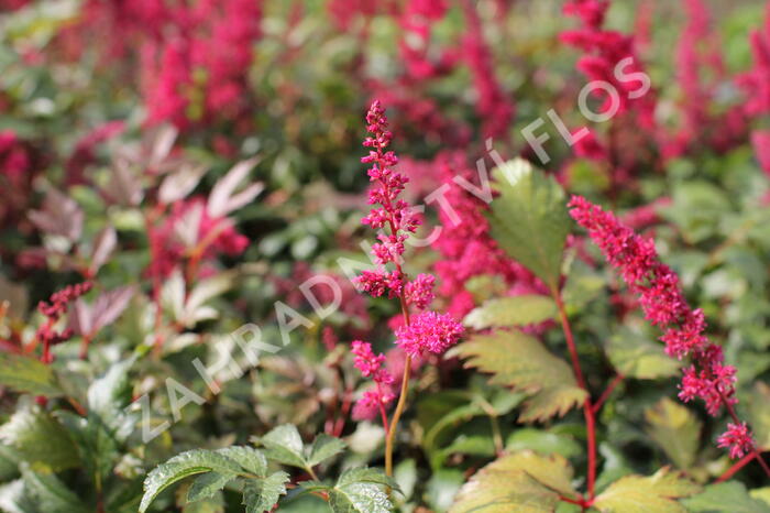 Čechrava Thunbergova 'Red' - Astilbe thunbergii 'Red'