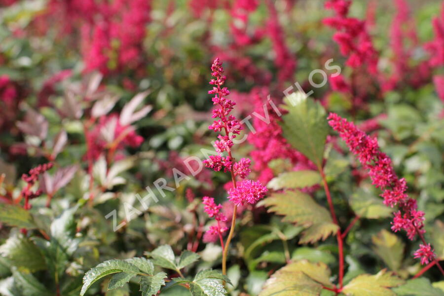 Čechrava Thunbergova 'Red' - Astilbe thunbergii 'Red'