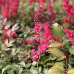 Čechrava thunbergii 'Red' - Astilbe thunbergii 'Red'