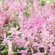 Čechrava 'Younique Lilac' - Astilbe 'Younique Lilac'