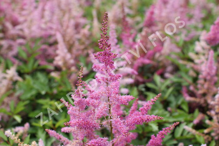 Čechrava 'Younique Lilac' - Astilbe 'Younique Lilac'