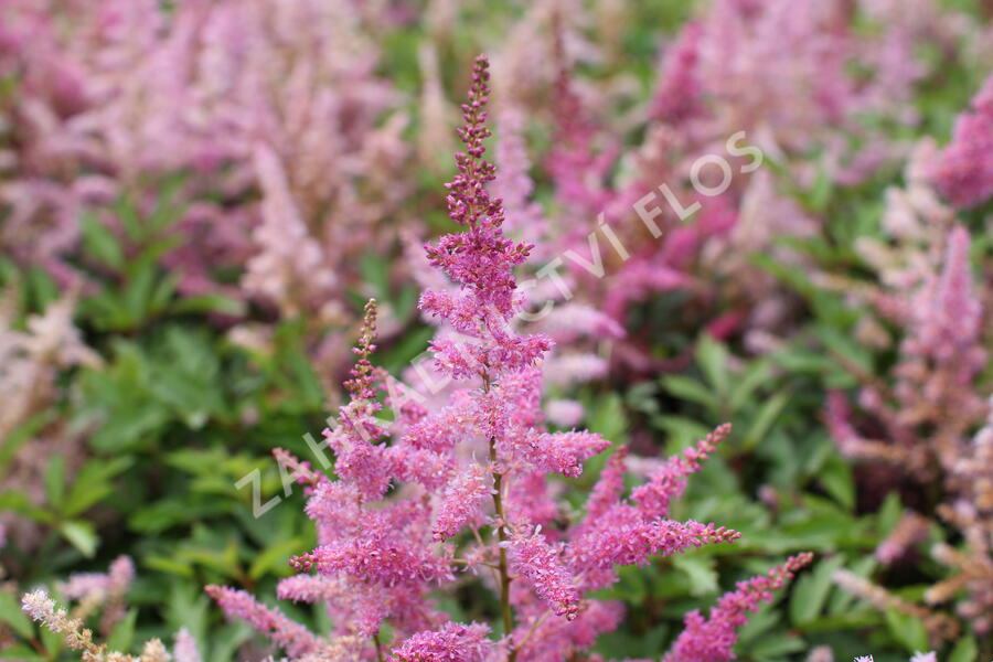 Čechrava 'Younique Lilac' - Astilbe 'Younique Lilac'