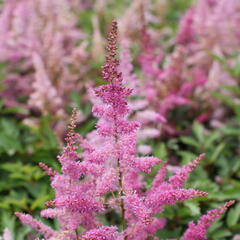 Čechrava 'Younique Lilac' - Astilbe 'Younique Lilac'