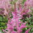 Astilbe 'Younique Lilac'_03.JPG