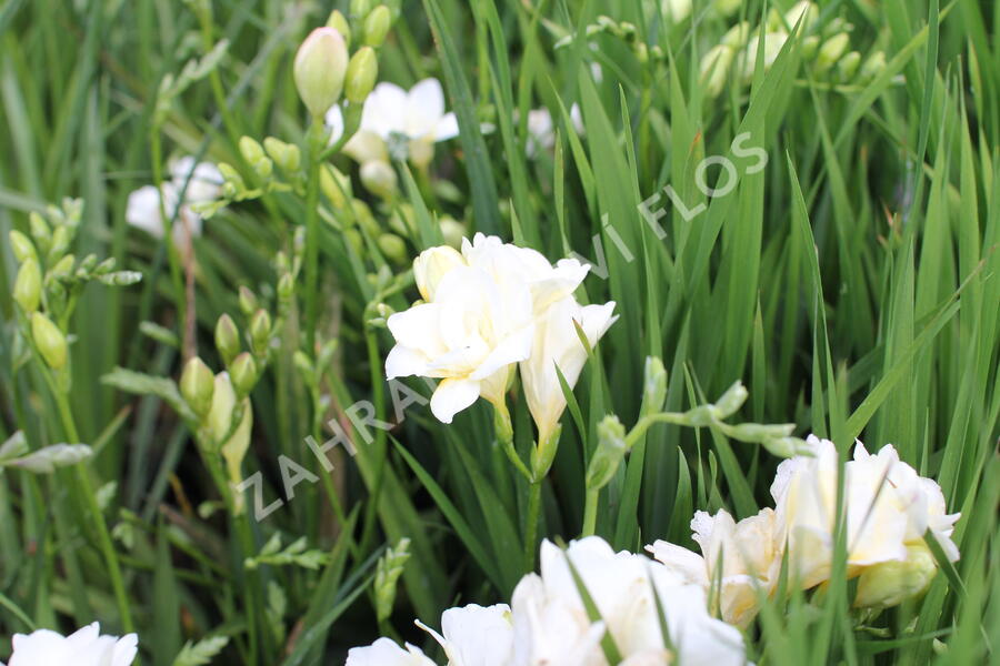 Frézie 'Alba' - Freesia 'Alba'