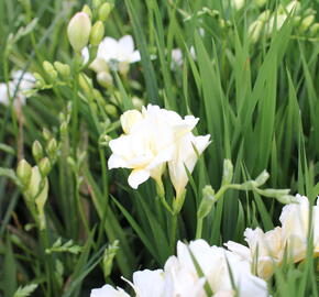 Frézie 'Alba' - Freesia 'Alba'