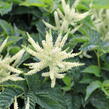 Udatna 'Sparkles' - Aruncus 'Sparkles'