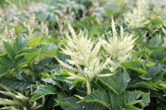 Udatna 'Sparkles' - Aruncus 'Sparkles'