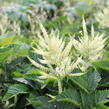 Udatna 'Sparkles' - Aruncus 'Sparkles'