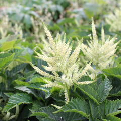 Udatna 'Sparkles' - Aruncus 'Sparkles'