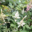 Čechrava thunbergii 'White'' - Astilbe thunbergii 'White'