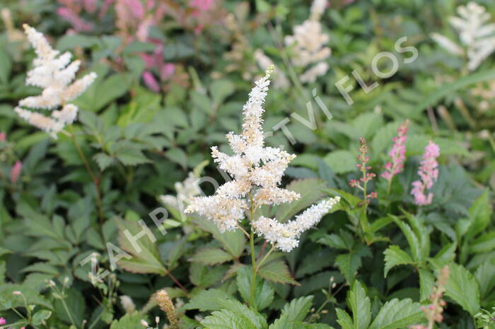 Čechrava thunbergii 'White'' - Astilbe thunbergii 'White'