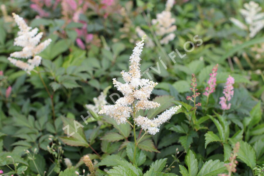 Čechrava thunbergii 'White'' - Astilbe thunbergii 'White'