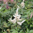 Čechrava thunbergii 'White'' - Astilbe thunbergii 'White'