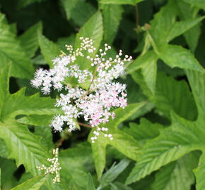 Tužebník 'Elegans' - Filipendula purpurea 'Elegans'