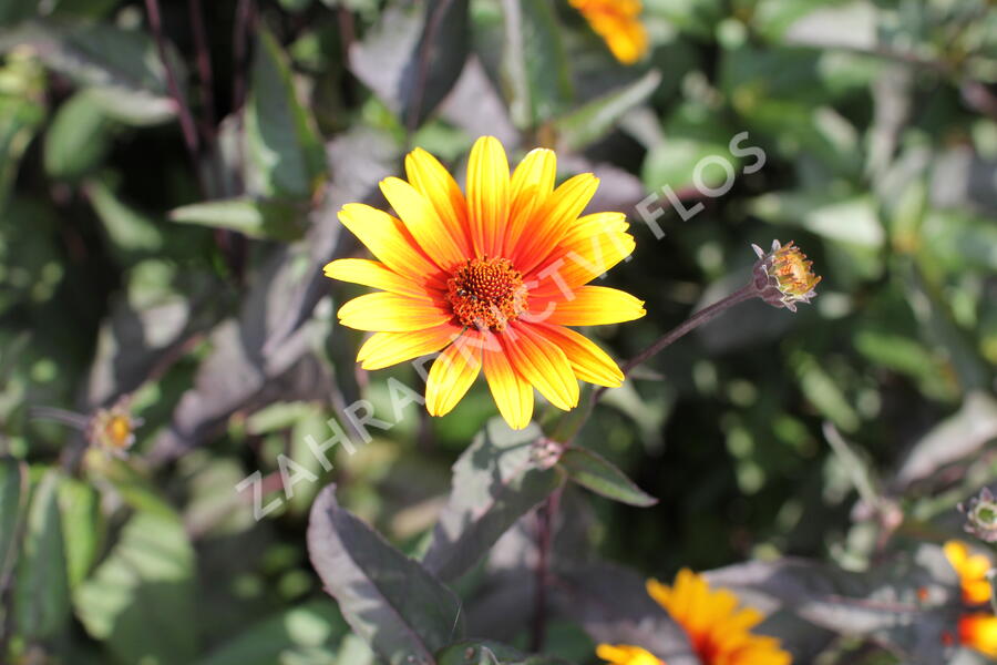 Janeba drsná 'Burning Hearts' - Heliopsis helianthoides 'Burning Hearts'