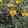 Janeba drsná 'Burning Hearts' - Heliopsis helianthoides 'Burning Hearts'