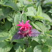 Zavinutka 'Bee-Happy' - Monarda 'Bee-Happy'