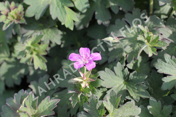 Kakost 'Lakwijk Star' - Geranium wlassovianum 'Lakwijk Star'