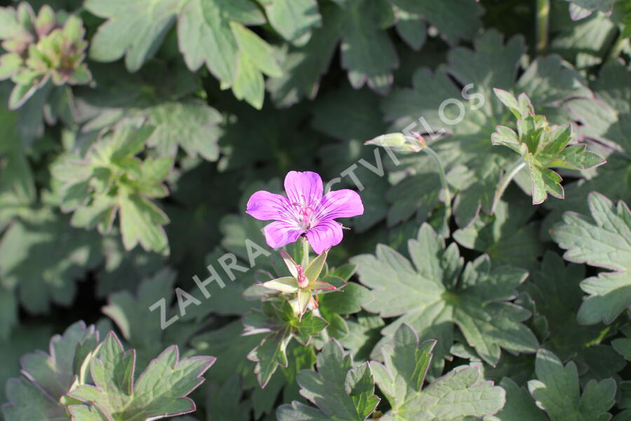 Kakost 'Lakwijk Star' - Geranium wlassovianum 'Lakwijk Star'