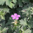 Kakost 'Lakwijk Star' - Geranium wlassovianum 'Lakwijk Star'