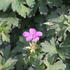 Geranium wlassovianum 'Lakwijk Star'.JPG