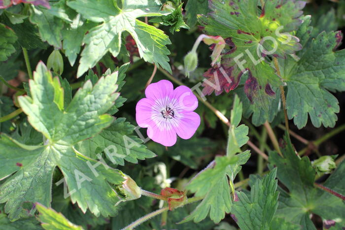 Kakost 'Bloom Time - Geranium wallichianum 'Bloom Time'