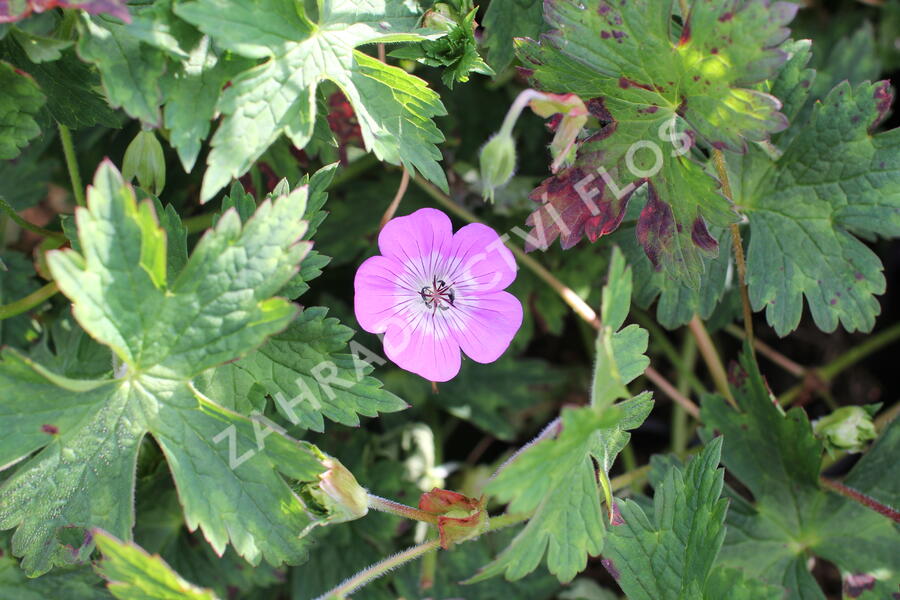 Kakost 'Bloom Time - Geranium wallichianum 'Bloom Time'