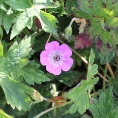 Kakost 'Bloom Time - Geranium wallichianum 'Bloom Time'