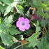 Geranium wallichianum 'Bloom Time'.JPG