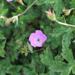 Kakost 'Bloom Time - Geranium wallichianum 'Bloom Time'