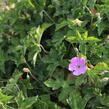 Kakost 'Bloom Time - Geranium wallichianum 'Bloom Time'