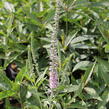 Rozrazil klasnatý 'Pink Harmony' - Veronica spicata 'Pink Harmony'