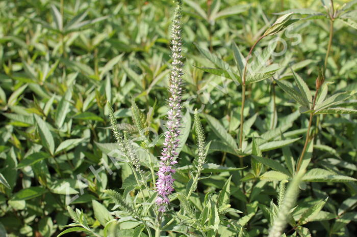 Rozrazil klasnatý 'Pink Harmony' - Veronica spicata 'Pink Harmony'