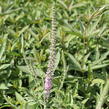 Rozrazil klasnatý 'Pink Harmony' - Veronica spicata 'Pink Harmony'