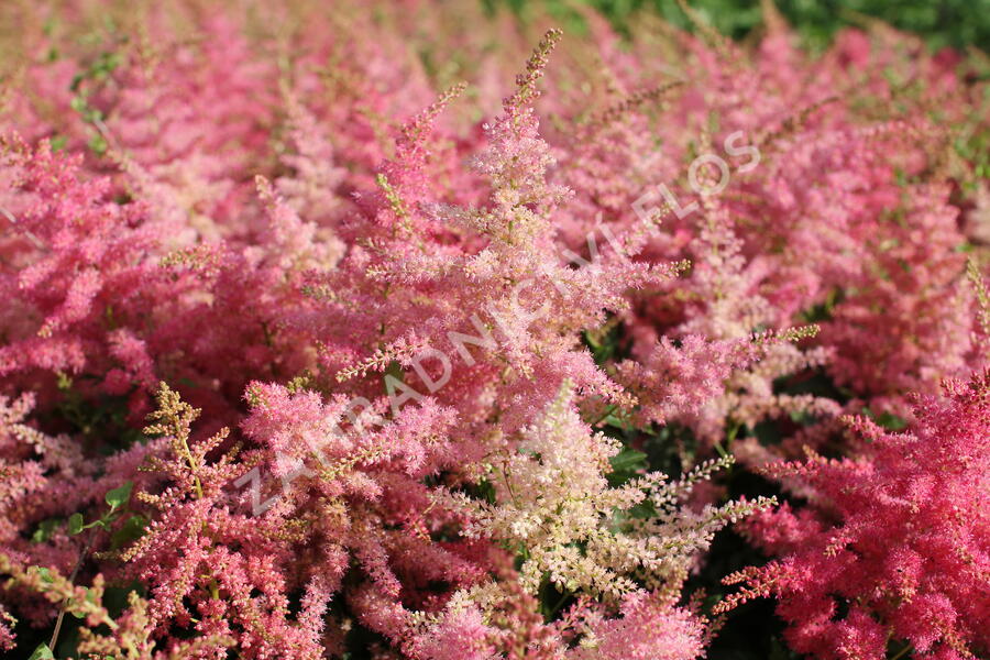 Čechrava 'Younique Cerise' - Astilbe 'Younique Cerise'