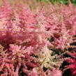 Čechrava 'Younique Cerise' - Astilbe 'Younique Cerise'