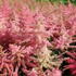 Astilbe 'Younique Cerise'.JPG