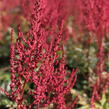 Čechrava Arendsova 'Paul Gaarder' - Astilbe arendsii 'Paul Gaarder'