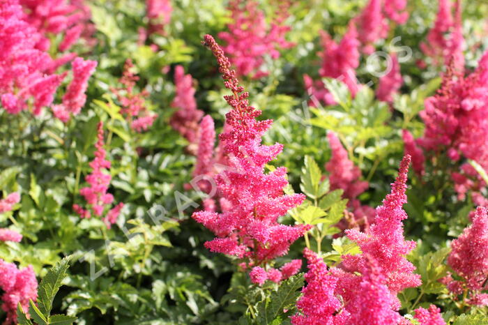 Čechrava 'Younique Carmine' - Astilbe 'Younique Carmine'