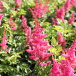 Čechrava 'Younique Carmine' - Astilbe 'Younique Carmine'