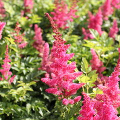 Čechrava 'Younique Carmine' - Astilbe 'Younique Carmine'