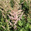 Čechrava čínská 'Satin Pearls' - Astilbe chinensis 'Satin Pearls'