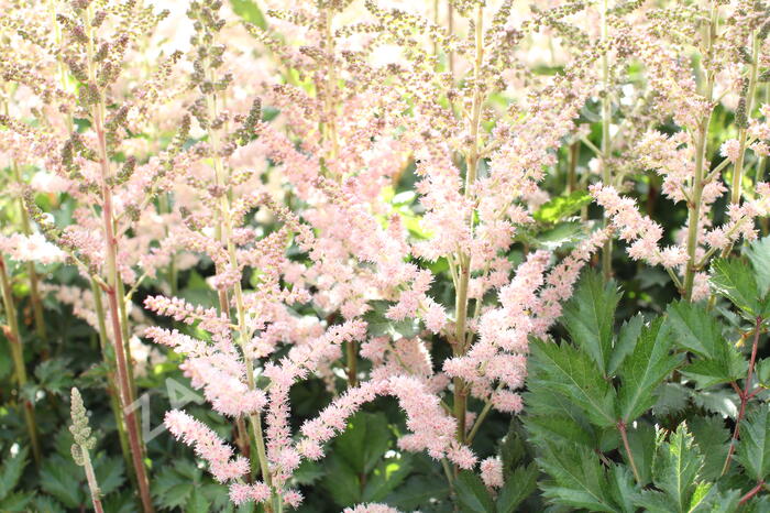 Čechrava čínská 'Satin Pearls' - Astilbe chinensis 'Satin Pearls'