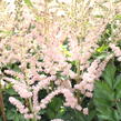 Čechrava čínská 'Satin Pearls' - Astilbe chinensis 'Satin Pearls'