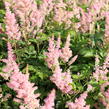 Čechrava Arendsova 'Diamant' - Astilbe arendsii 'Diamant'